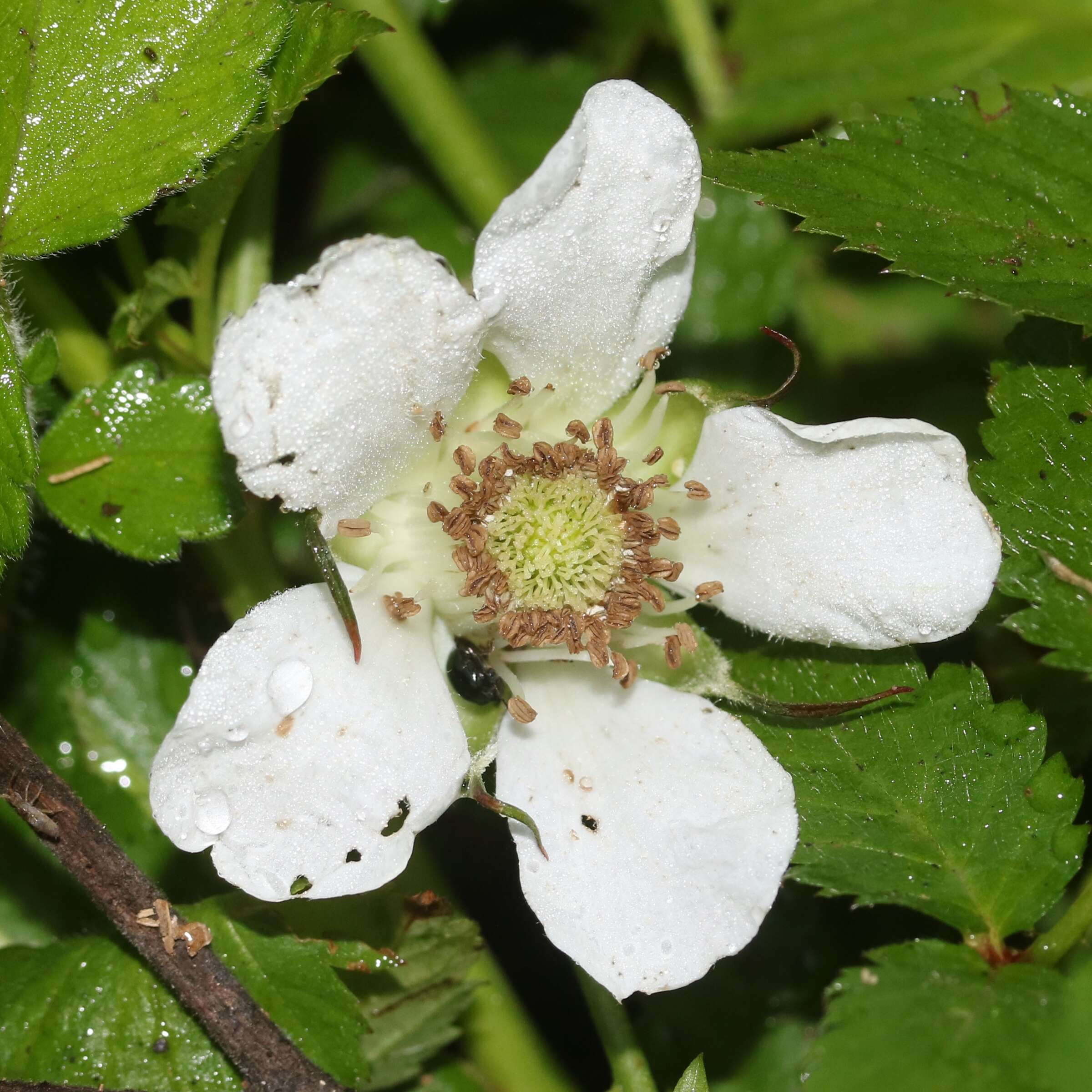 Image of strawberry raspberry