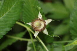 Image of strawberry raspberry