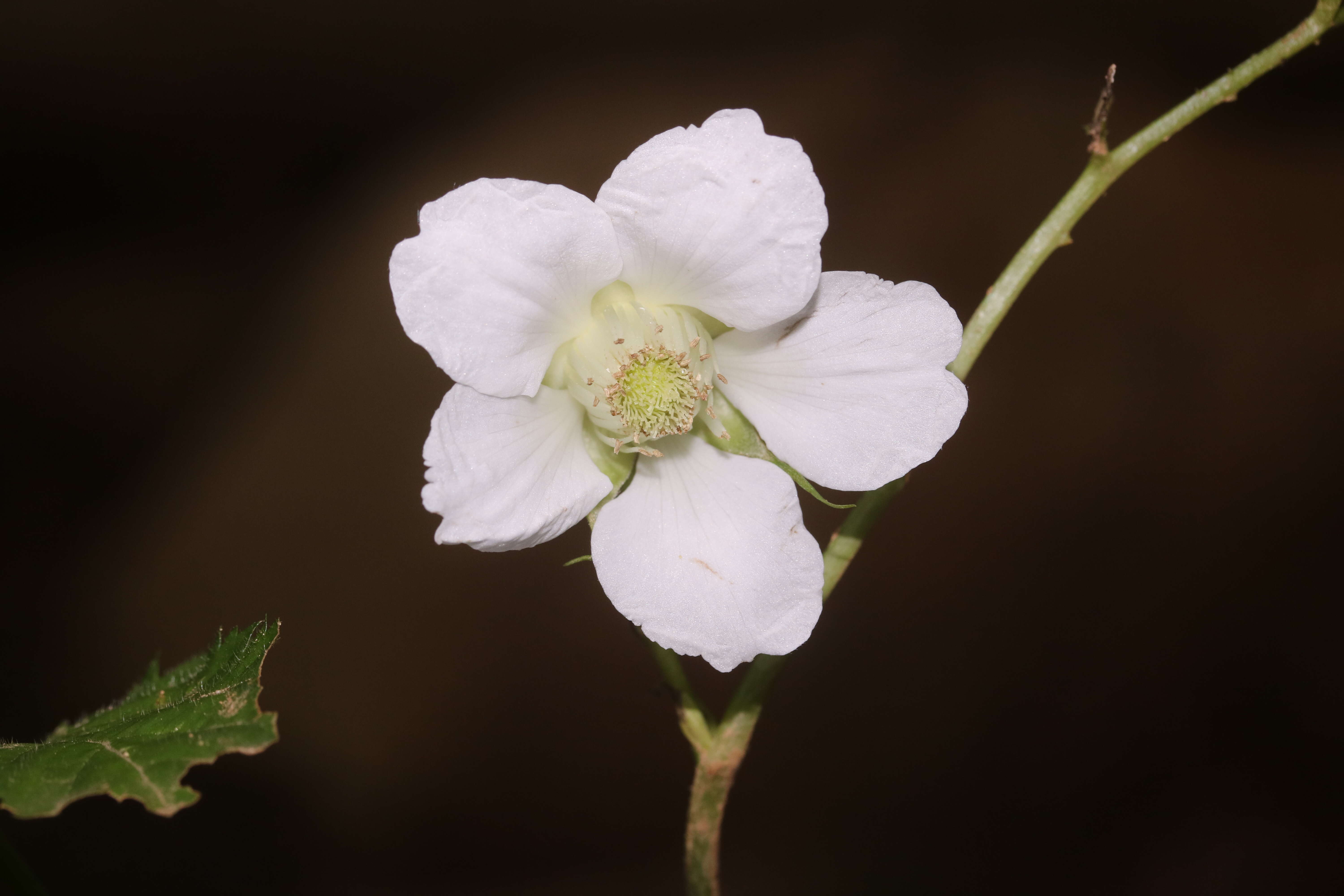 Image of strawberry raspberry