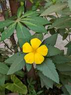 Imagem de Turnera ulmifolia L.