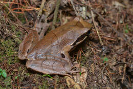 Image of Anderson's Spadefoot Toad