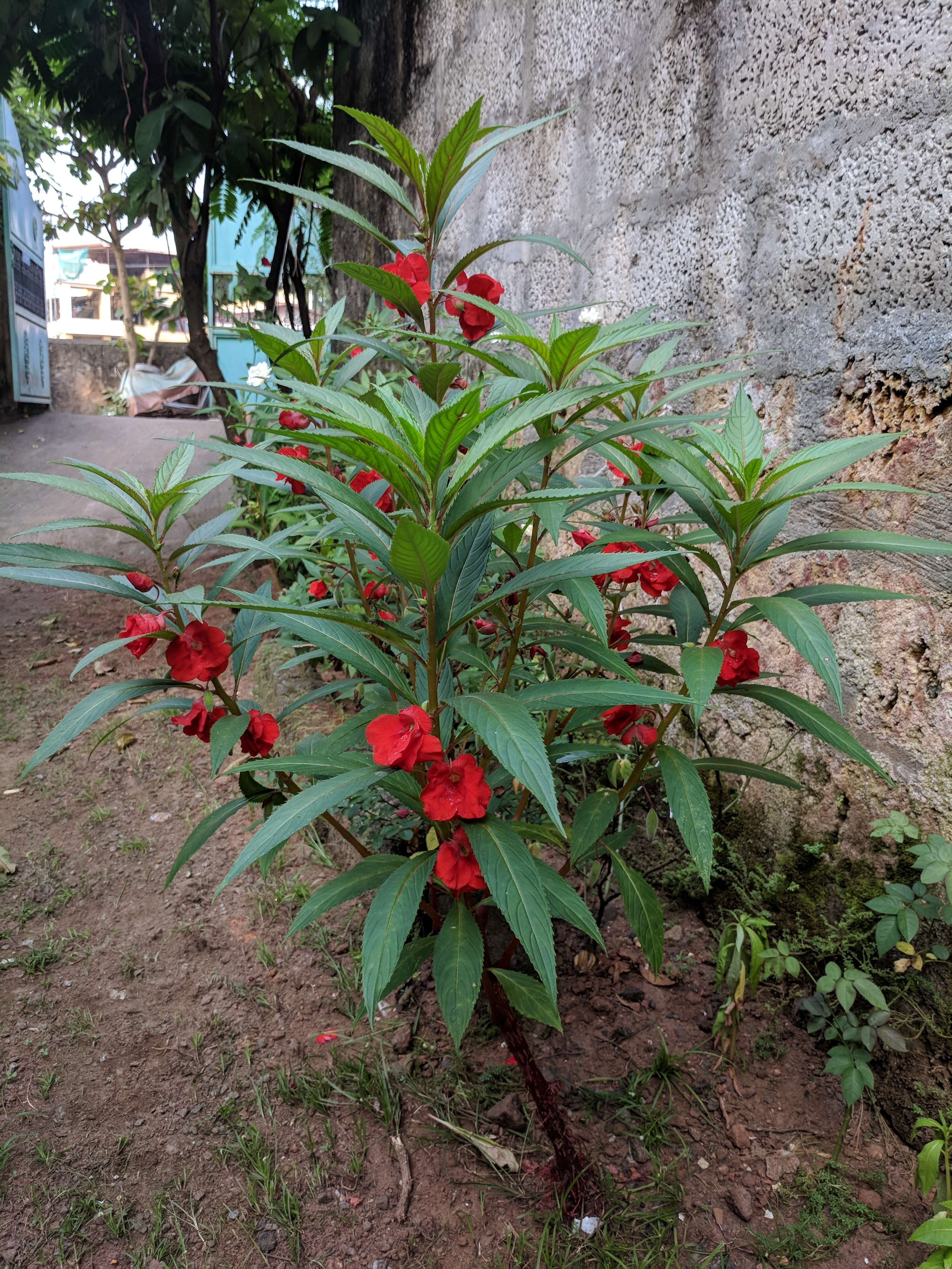 Image of spotted snapweed