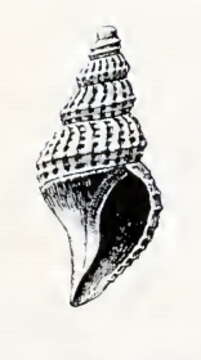Image of Oenopota maclaini (Dall 1902)