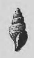 Image of Oenopota maurellei