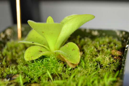 Image de Pinguicula gigantea H. Luhrs