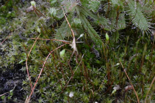 Image of Drosera cistiflora L.