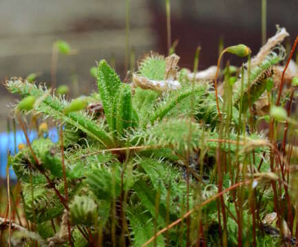 Image of Drosera cistiflora L.