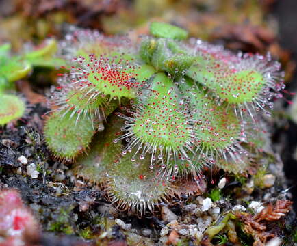 Image of Drosera dielsiana Exell & Laundon