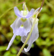 Image de Utricularia sandersonii Oliv.