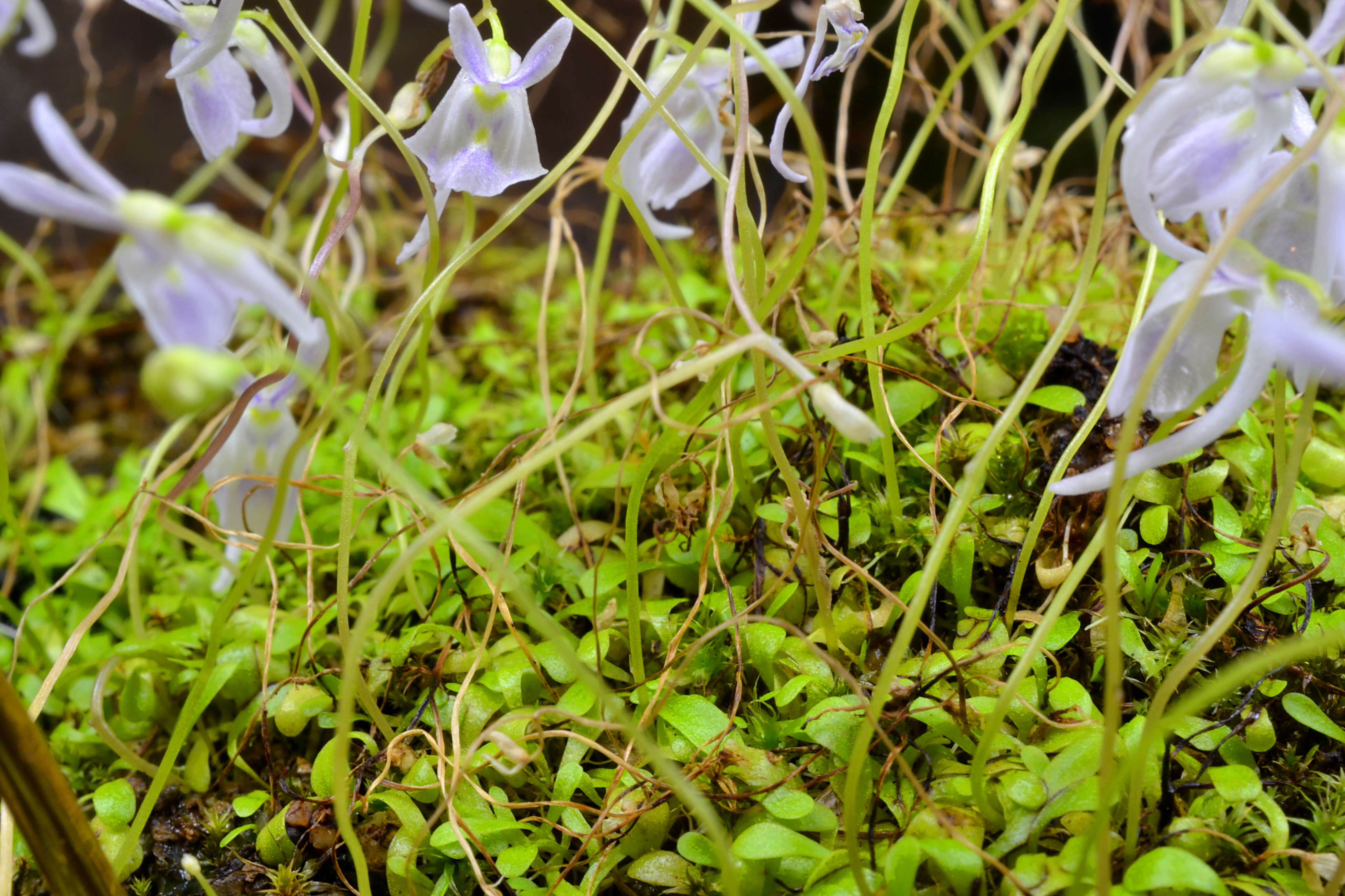 Image de Utricularia sandersonii Oliv.