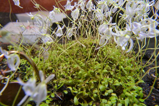 Image of Utricularia sandersonii Oliv.