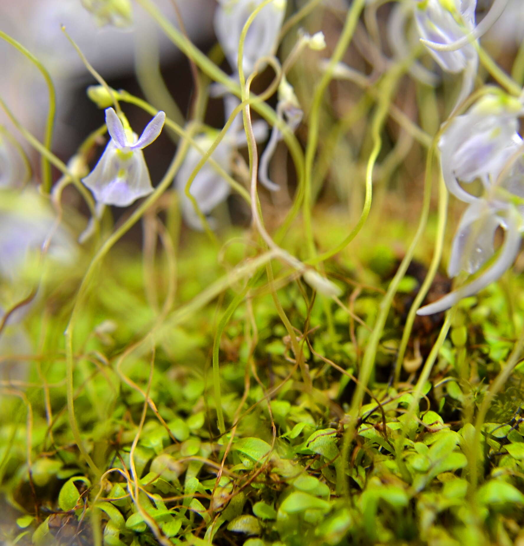 Image of Utricularia sandersonii Oliv.