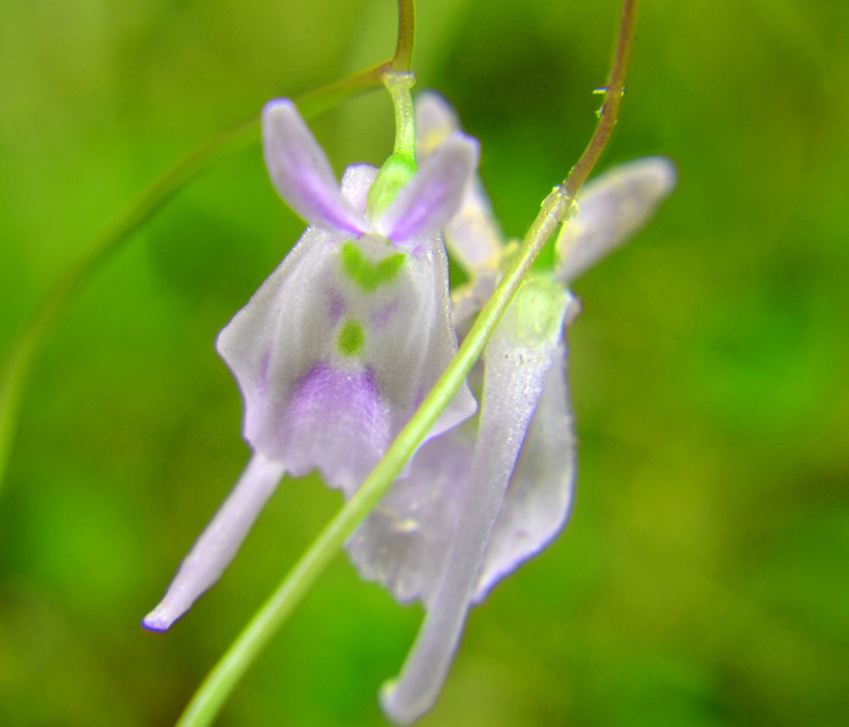 Image de Utricularia sandersonii Oliv.