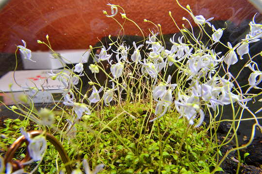 Image of Utricularia sandersonii Oliv.