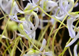 Image de Utricularia sandersonii Oliv.