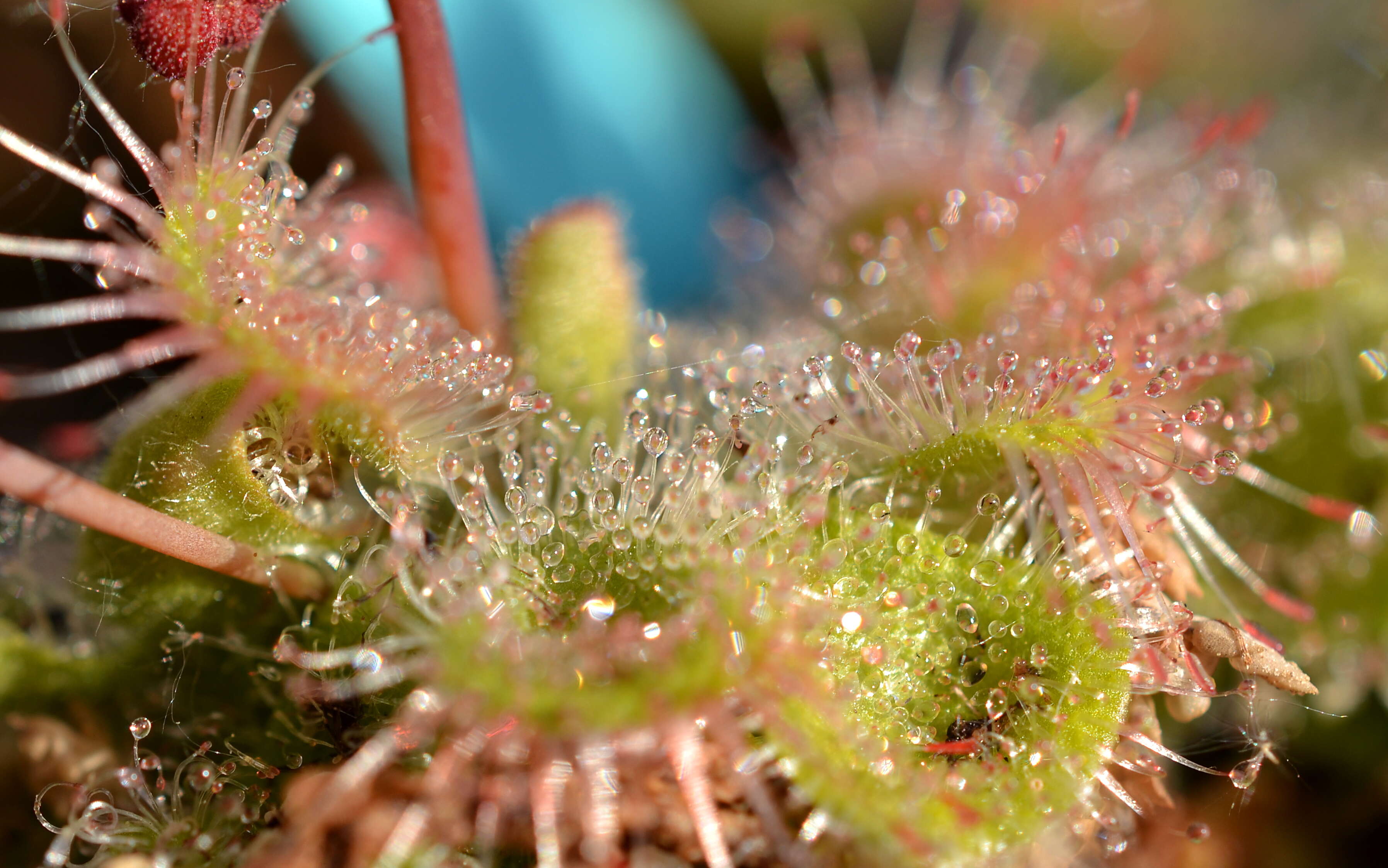 Image of Drosera sessilifolia St. Hil.