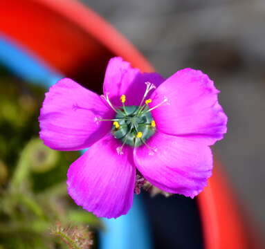 Image of Drosera cistiflora L.