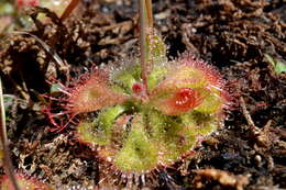 Image of Drosera sessilifolia St. Hil.