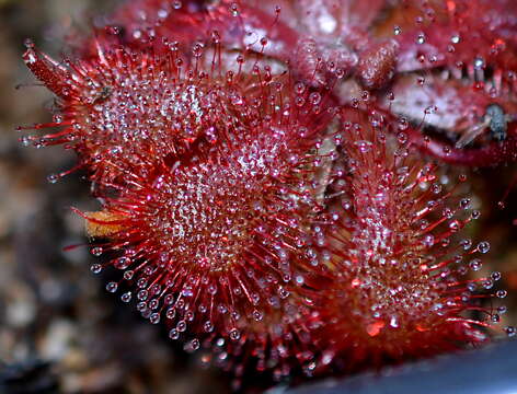 Image of Drosera dielsiana Exell & Laundon