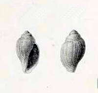 Image of Oenopota morchi