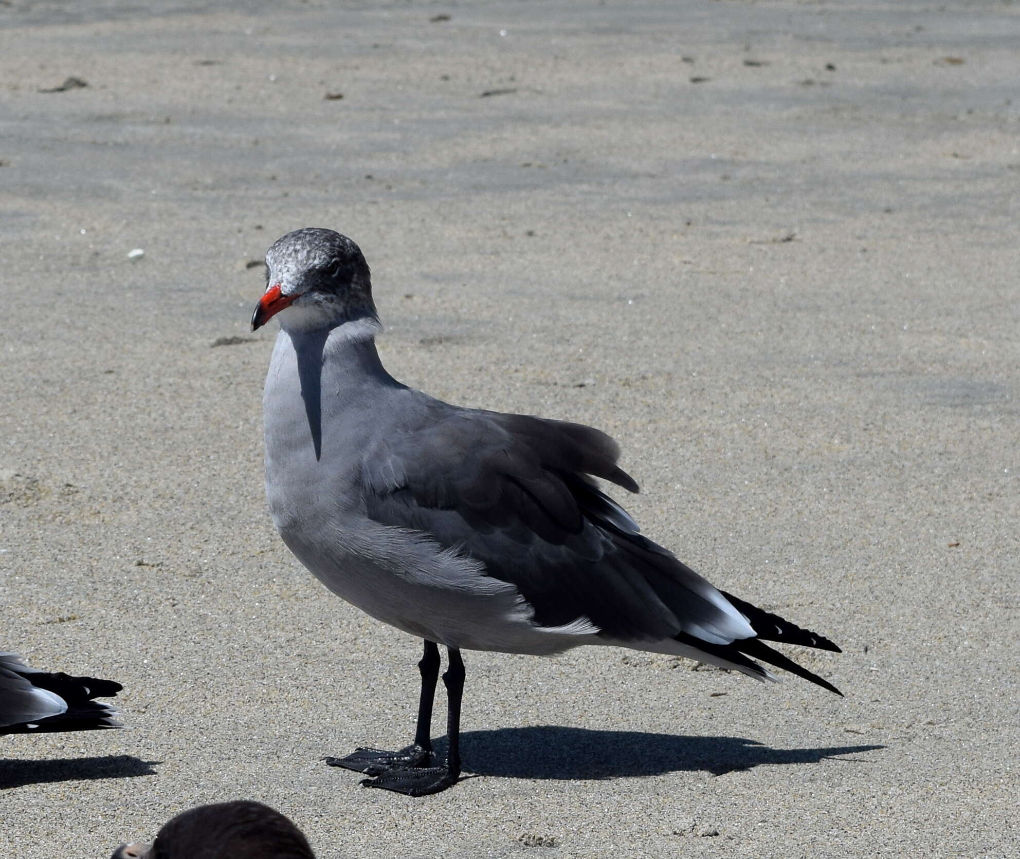 Image of Heermann's Gull