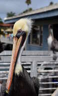 Image of Brown Pelican