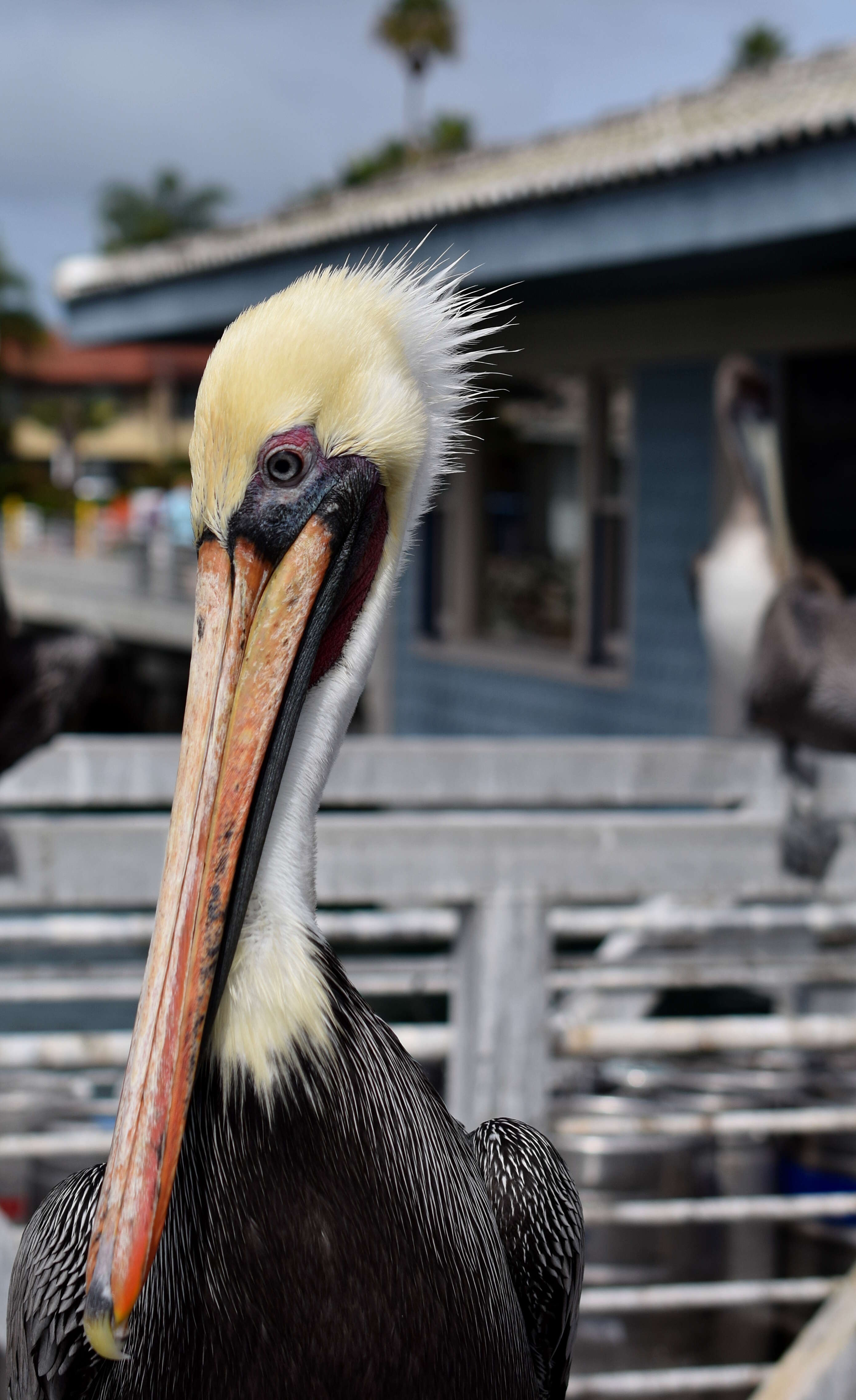 Image of Brown Pelican