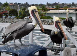 Image of Brown Pelican