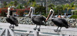 Image of Brown Pelican