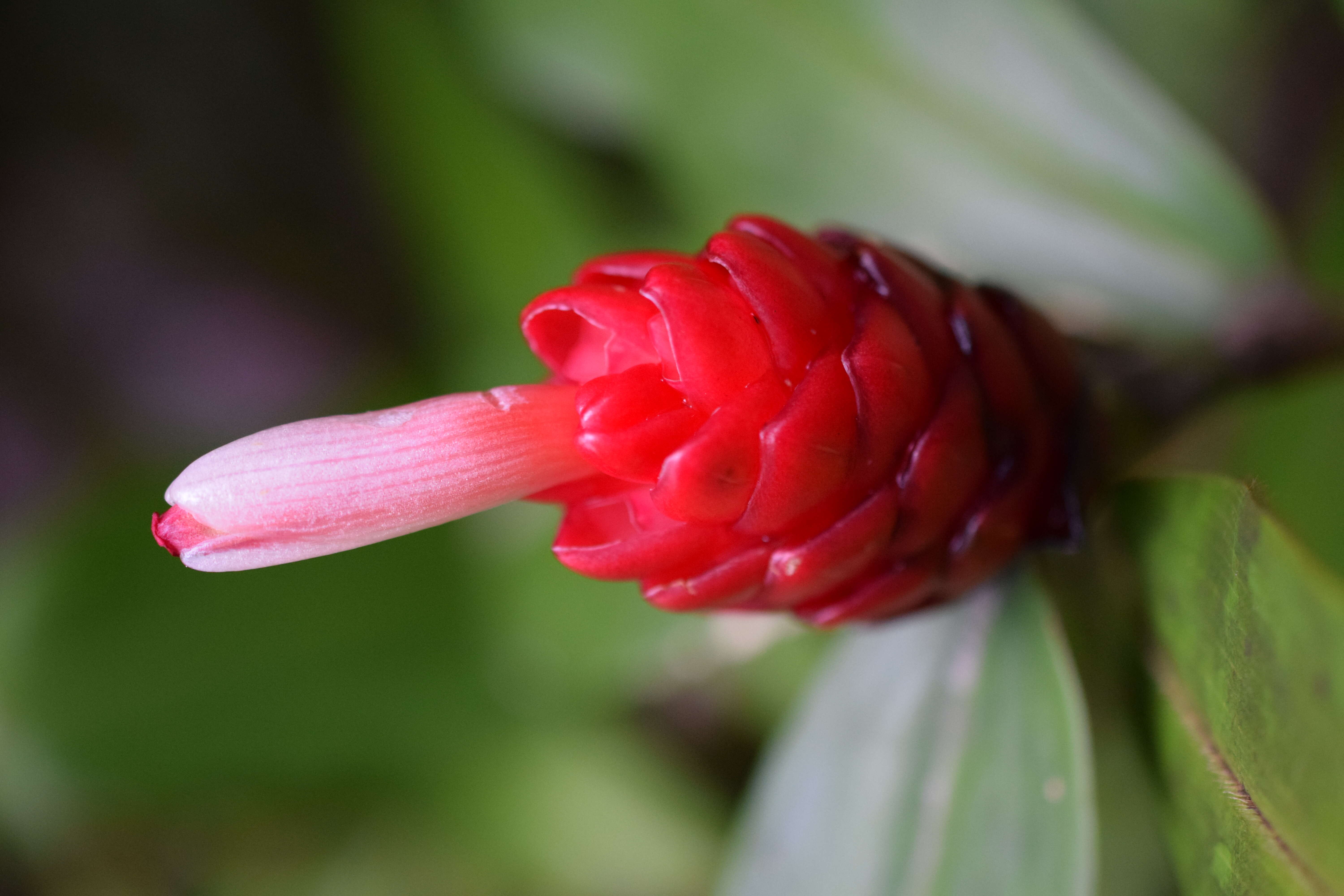 Imagem de Costus chartaceus Maas