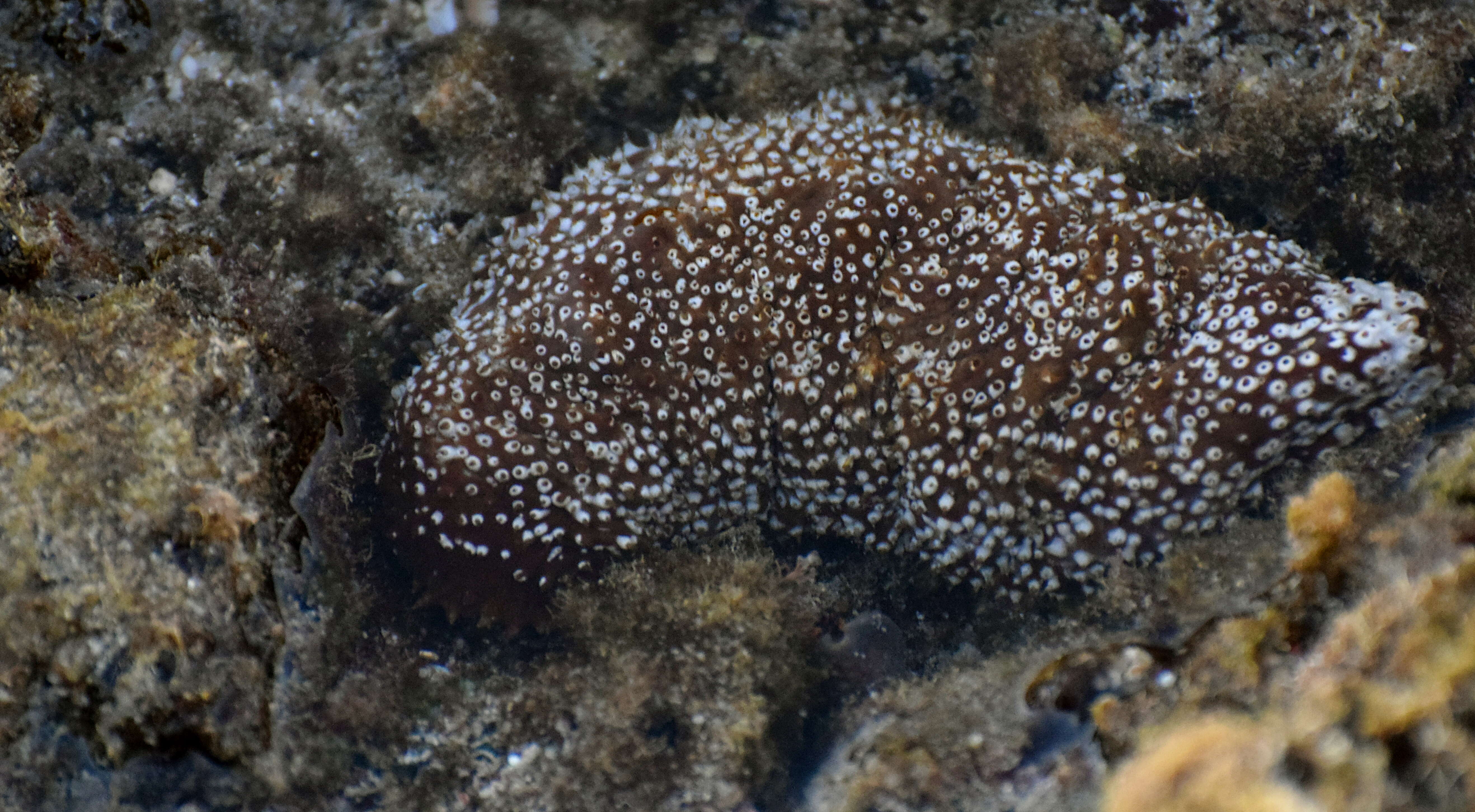 Image of Smooth fat brown sea cucumber