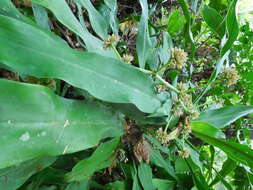 Image of fragrant dracaena