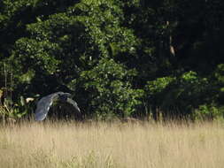 Imagem de Ardea insignis Hume 1878