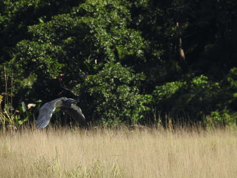 Image of Imperial Heron