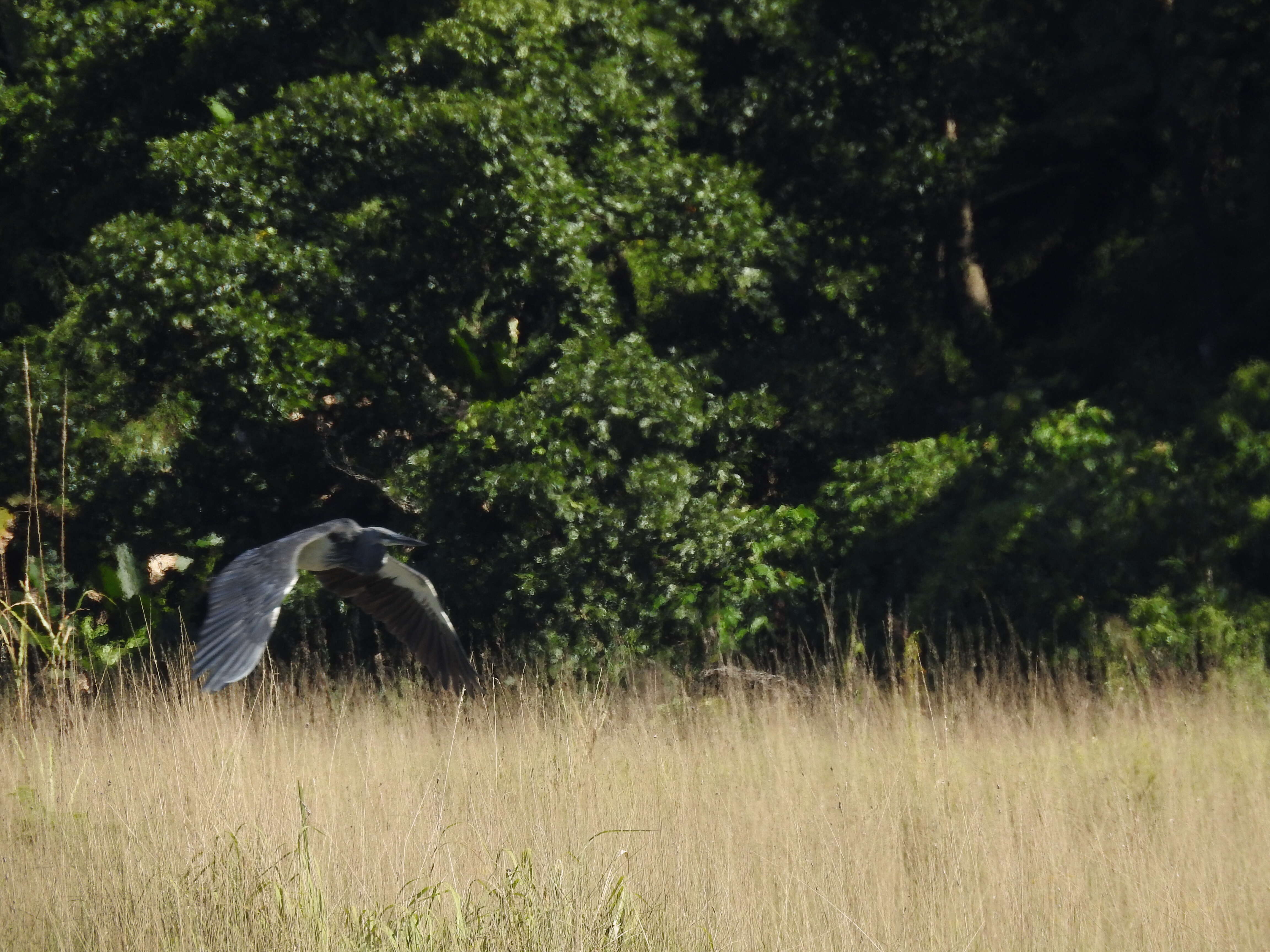 Слика од Ardea insignis Hume 1878