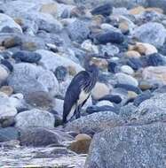 Imagem de Ardea insignis Hume 1878