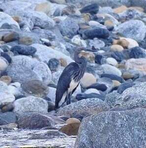 Imagem de Ardea insignis Hume 1878