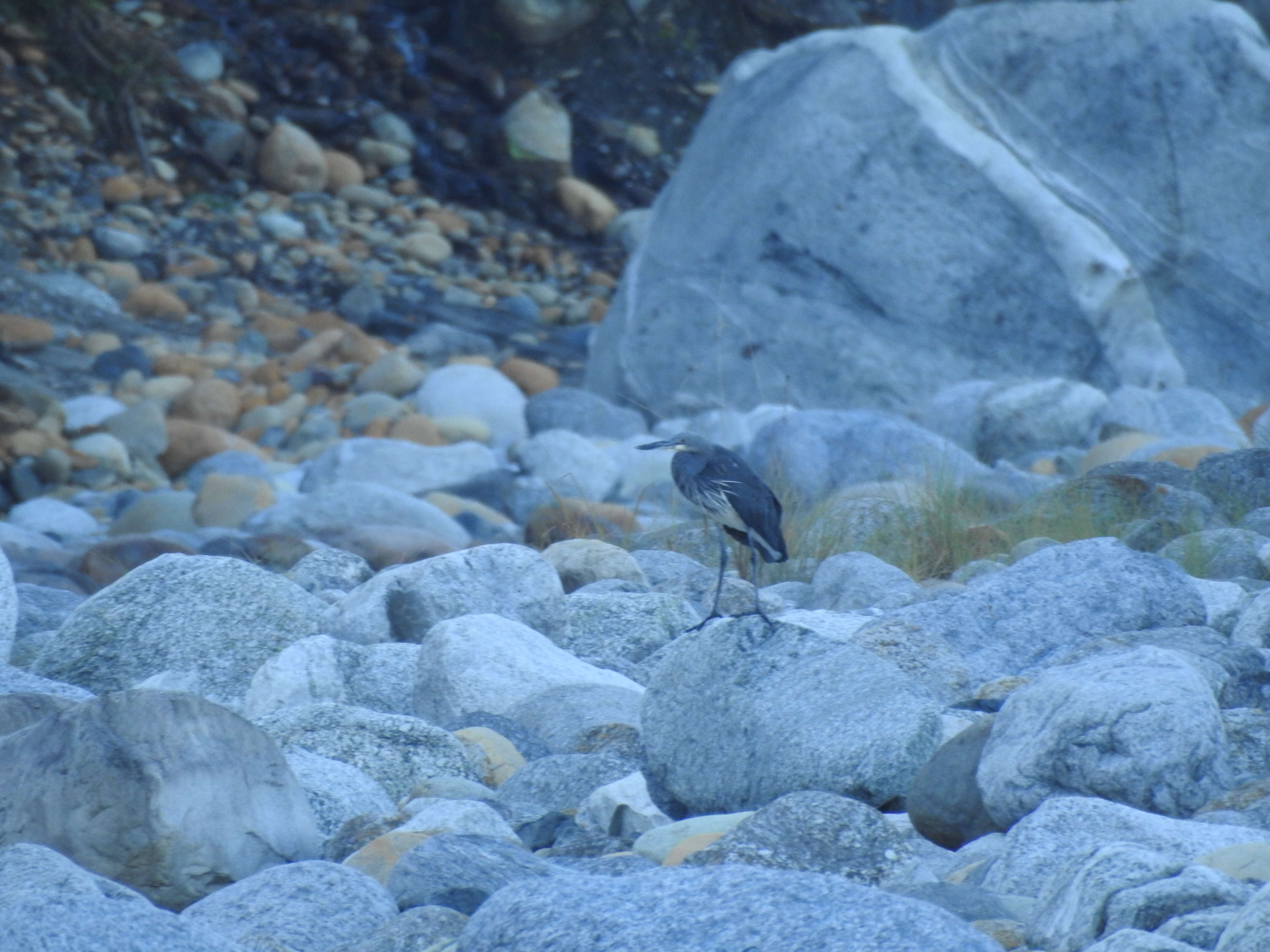 Слика од Ardea insignis Hume 1878