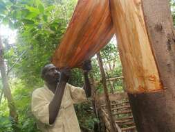 Image of Bark Cloth Fig