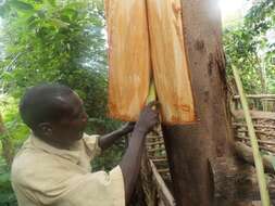 Image of Bark Cloth Fig