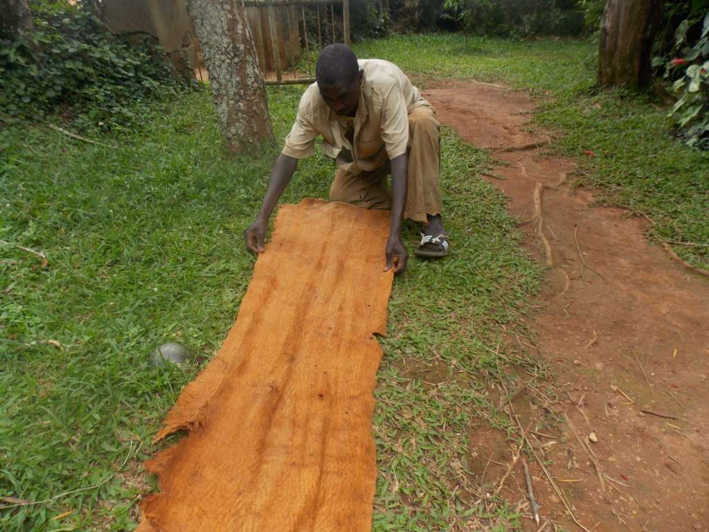 Image of Bark Cloth Fig