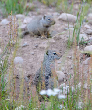 Image of Uinta ground squirrel