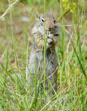 Image of Uinta ground squirrel