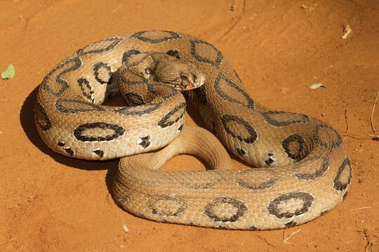 Image of Russel’s Viper