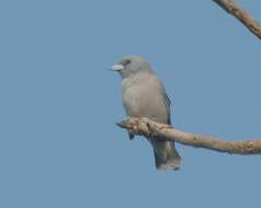 Image of Ashy Wood Swallow