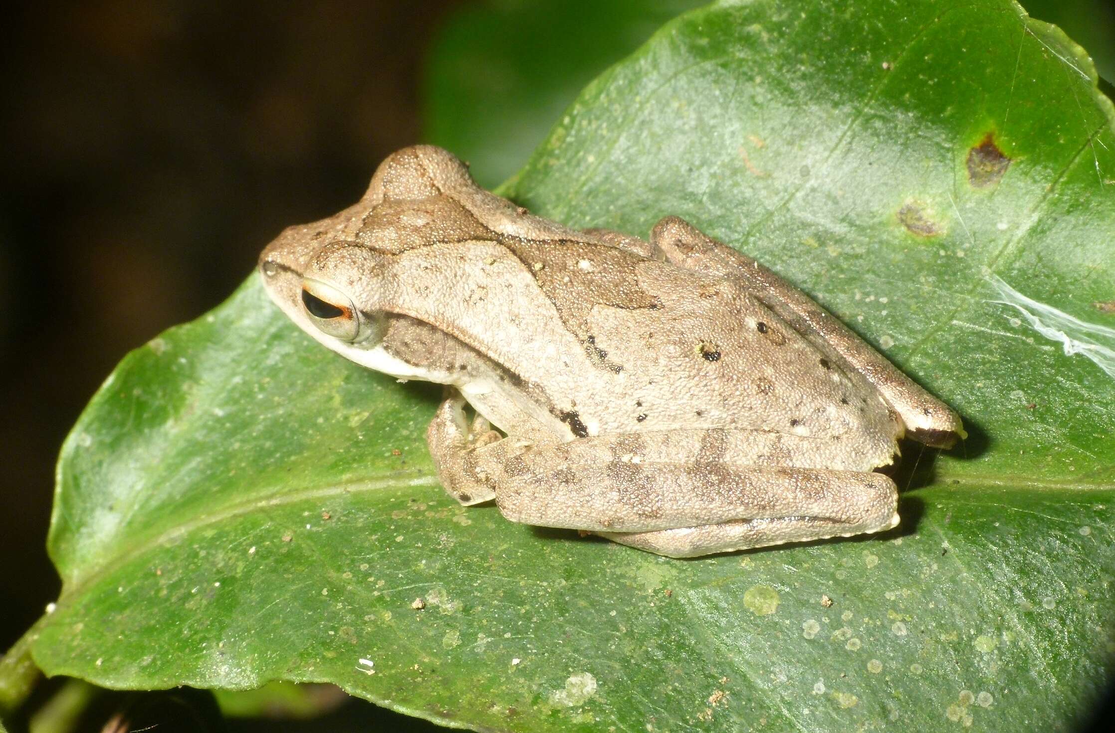 Image of Polypedates pseudocruciger Das & Ravichandran 1998