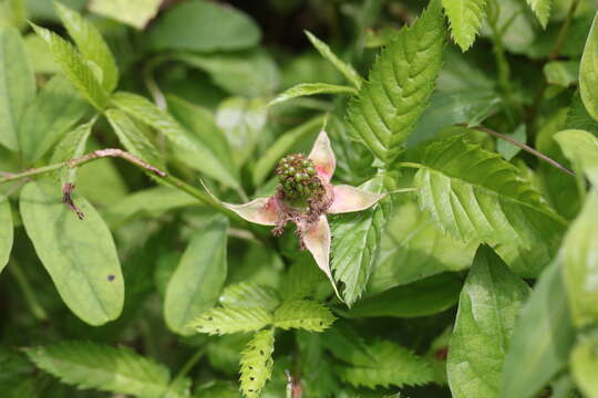 Image of strawberry raspberry