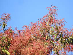 Image of East Indian almond