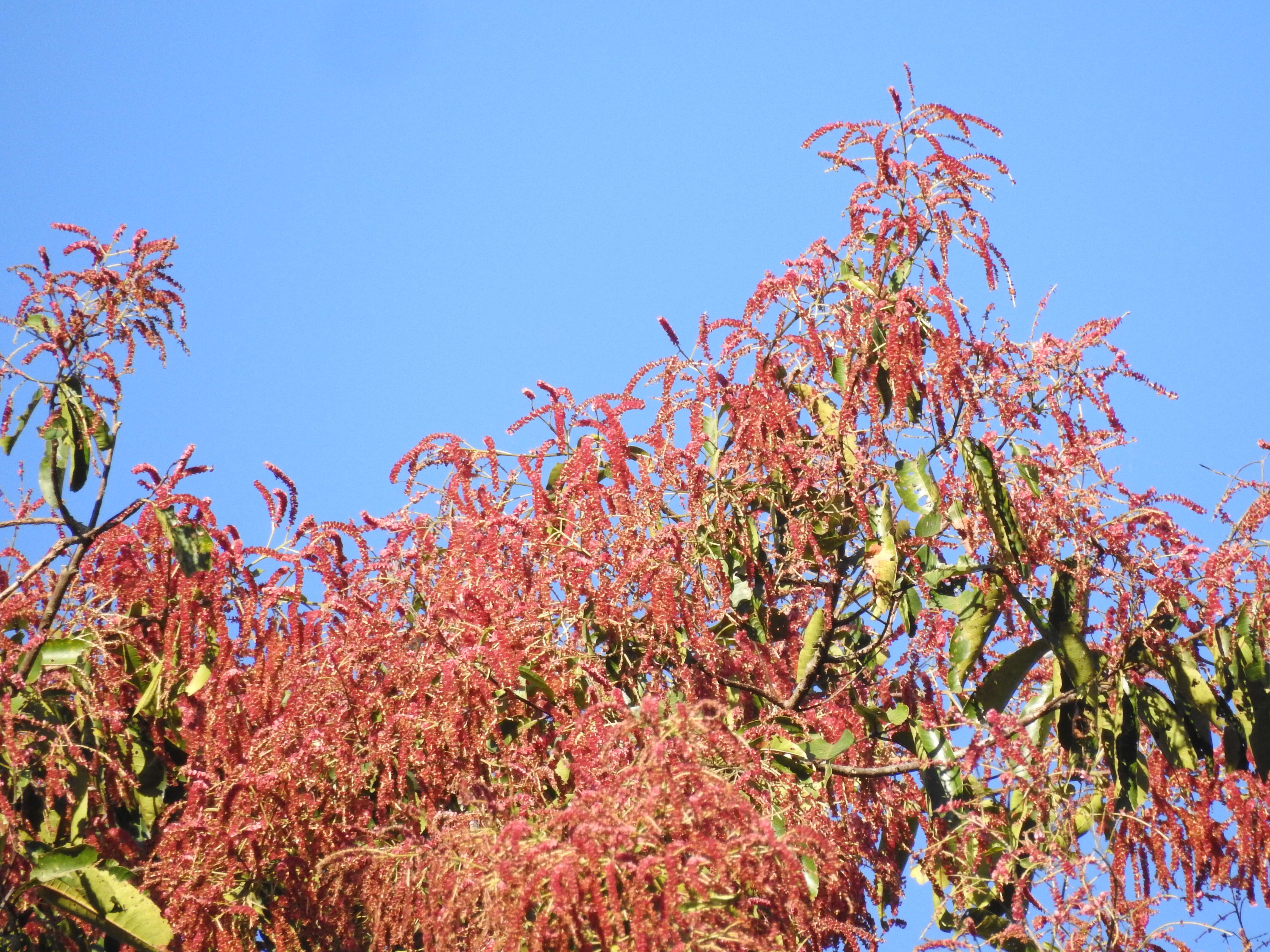 Sivun Terminalia myriocarpa Van Heurck & Müll. Arg. kuva