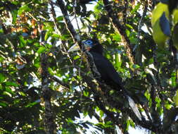 Image of Rufous-cheeked Hornbill